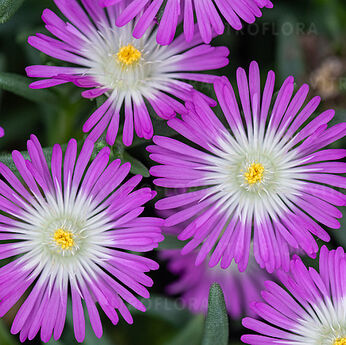 Solstice Purple