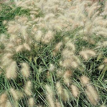 Pennisetum villosum