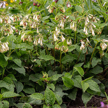 Symphytum grandiflorum