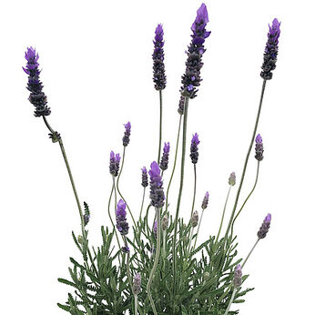 La Diva Imperial Impr.