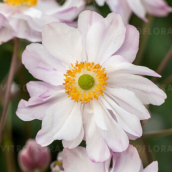 Garden Breeze Pink Touch