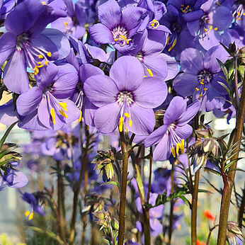 Bressingham Purple