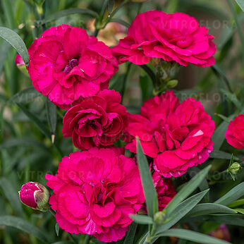 Paddock Violet