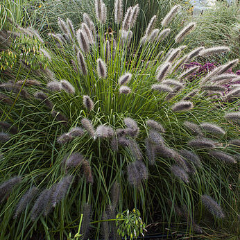 National Arboretum