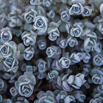 Sedum cauticola