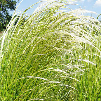 Stipa ichu