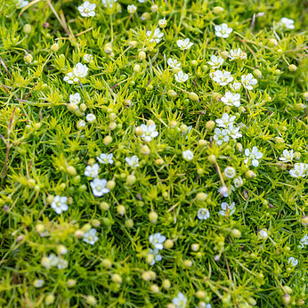 Lime Moss