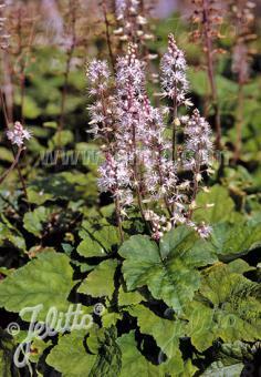 Tiarella wherryi