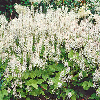 Tiarella cordifolia