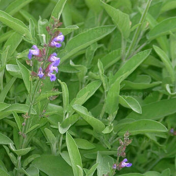 Salvia officinalis