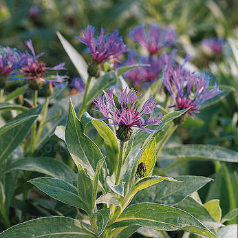 Centaurea montana