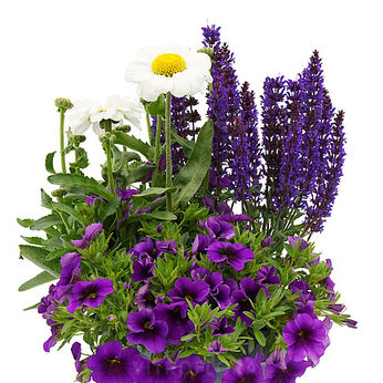BlooMix Purple Passion