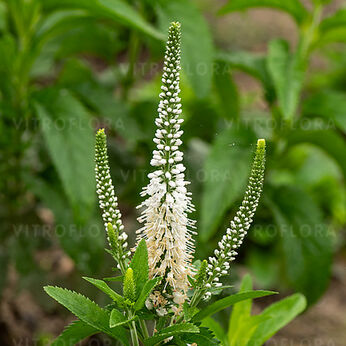 White Jolanda