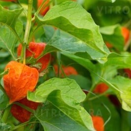 Physalis peruviana