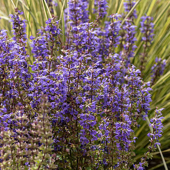 Salvia jurisicii