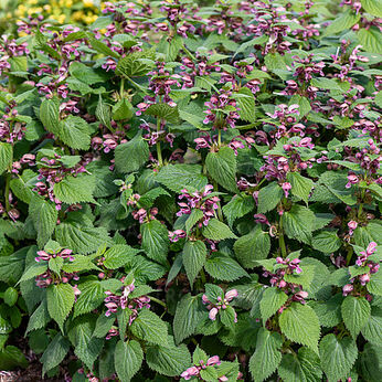 Lamium orvala