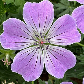 Frivolius Lilac