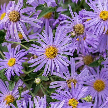 Aster thomsonii