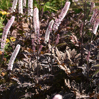 Pink Spike