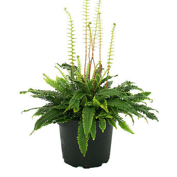 Blechnum spicant