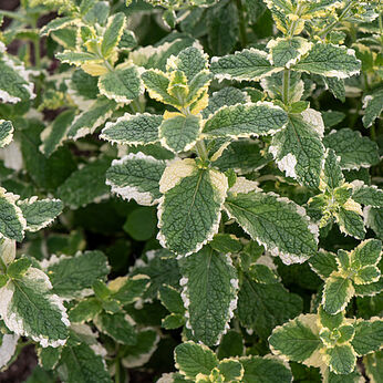 Variegata