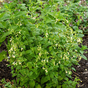 Nepeta govaniana