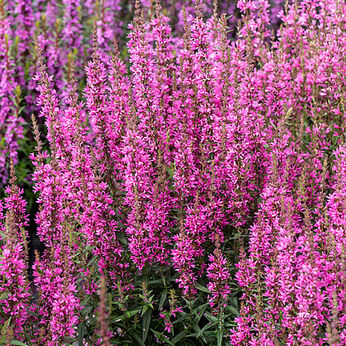 Luminara Hot Pink