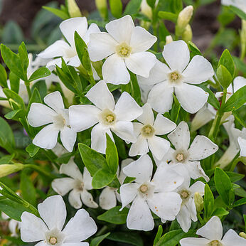 Gertrude Jekyll