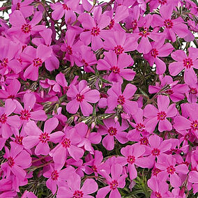 Spring® Pink