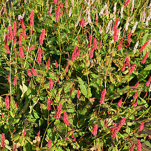 Ample Vibrant Red