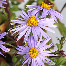 Eleven Purple
