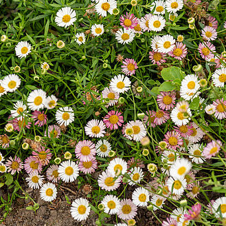 Erigeron karvinskianus