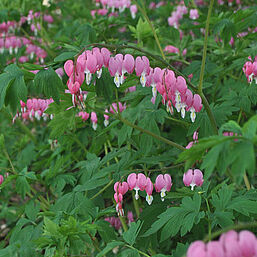 Dicentra spectabilis