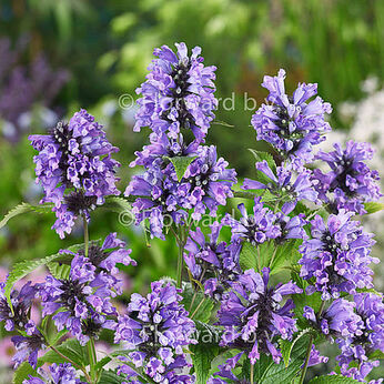 Nepeta subsessilis