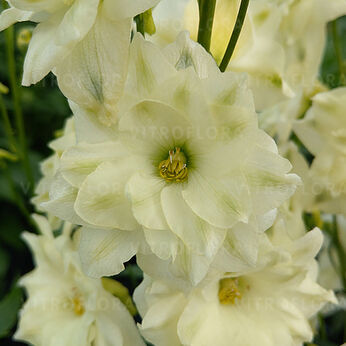 Sentinel Garden Creme