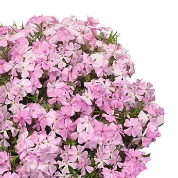 Spring® Soft Pink