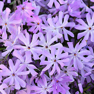 Bedazzled Lavender