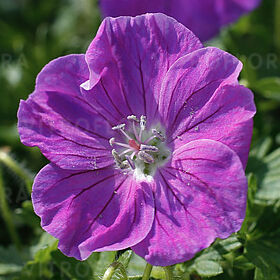 Frivolius Purple