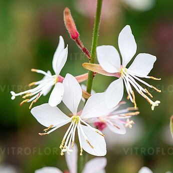 Graceful White