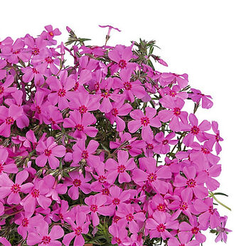 Spring® Pink