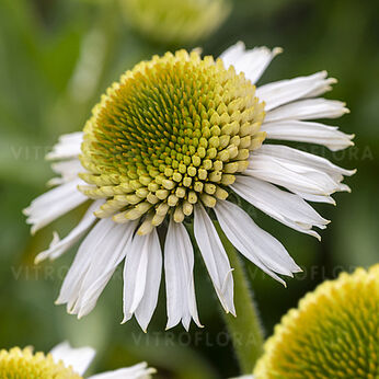 Delicious Candy White