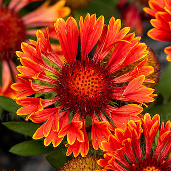 SpinTop™ Mariachi Red Sky (Carousel)