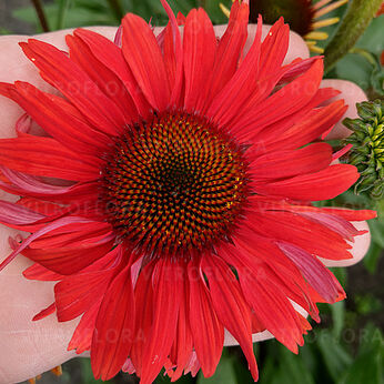 Skipper Red