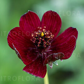 Cosmos atrosanguineus