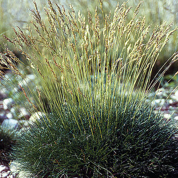 Festuca scoparia