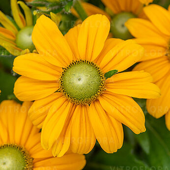 Littlebeckia™ Passion