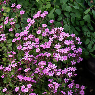 Saponaria ocymoides