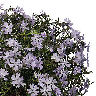 Spring® Lavender