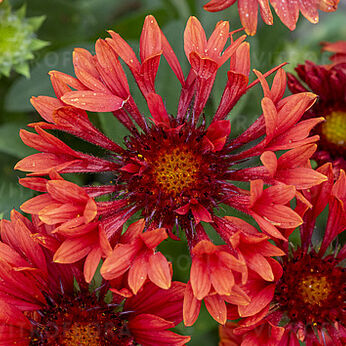 SpinTop™ Mariachi Red
