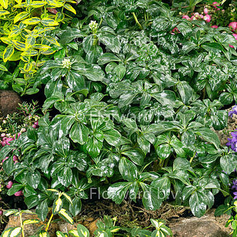 Green Sheen